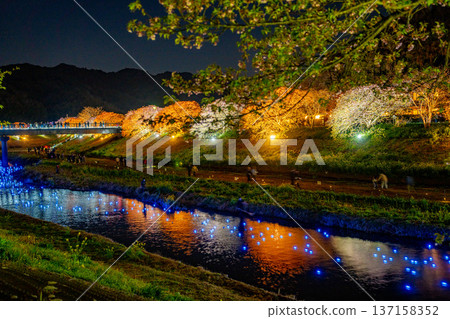 （靜岡縣南飯津町）南櫻花油菜花節燈光秀“夜櫻☆流星” 137158352