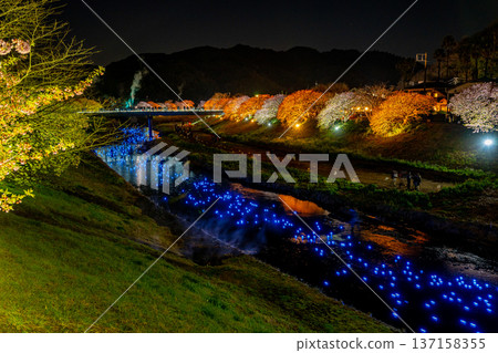 (靜岡縣南飯津町)南櫻花油菜花節燈光秀“夜櫻☆流星” (靜岡縣南飯津町)南櫻花油菜花節燈光秀“夜櫻☆流星” 137158355