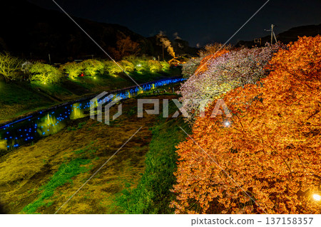 （靜岡縣南飯津町）南櫻花油菜花節燈光秀“夜櫻☆流星” 137158357