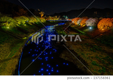 (靜岡縣南飯津町)南櫻花油菜花節燈光秀“夜櫻☆流星” (靜岡縣南飯津町)南櫻花油菜花節燈光秀“夜櫻☆流星” 137158361