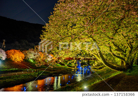 (Minamiizu Town, Shizuoka Prefecture) Minami Cherry Blossom and Rape Blossom Festival Light-up "Night Cherry Blossoms ☆ Shooting Stars" 137158366