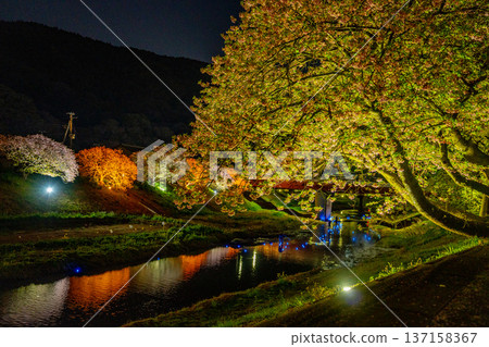 (Minamiizu Town, Shizuoka Prefecture) Minami Cherry Blossom and Rape Blossom Festival Light-up "Night Cherry Blossoms ☆ Shooting Stars" 137158367