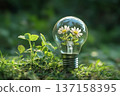 Green energy eco concept with light bulb and green plant inside it 137158395