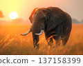 Majestic African Elephant at Sunset 137158399
