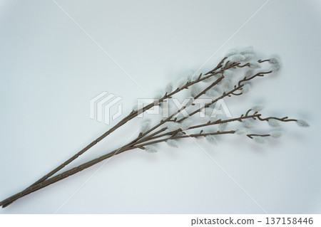 Branches with fluffy buds arranged on a plain background in a simple display for decoration or crafting purposes Branches with fluffy buds arranged on a plain background in a simple display for decoration or crafting purposes 137158446
