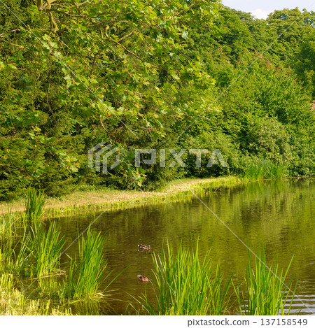 Panoramic View of a Peaceful Forest Riverbank and Summer Nature Panoramic View of a Peaceful Forest Riverbank and Summer Nature 137158549