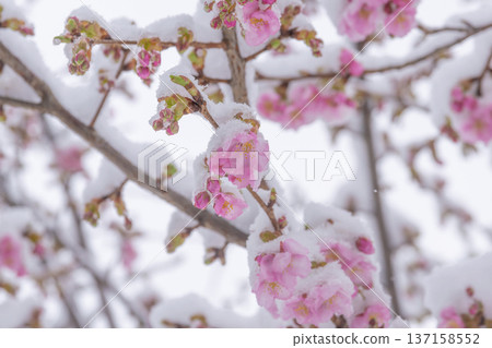 櫻花與雪 137158552
