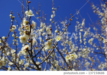 白梅花 白梅花 137158686