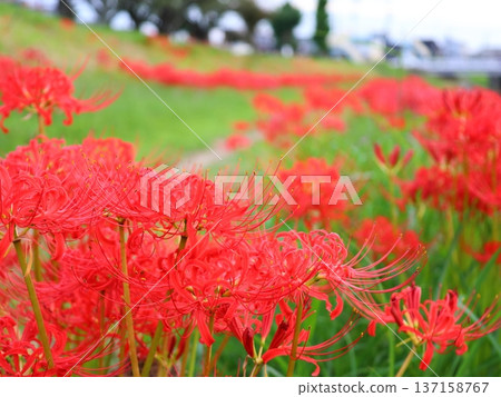 Cluster amaryllis 137158767