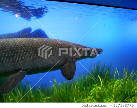 Impressive alligator gar Impressive alligator gar 137158776