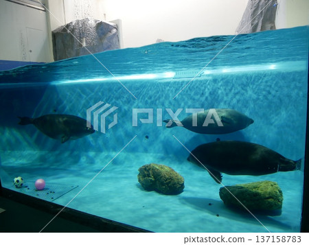 A seal swimming smoothly through the tank 137158783
