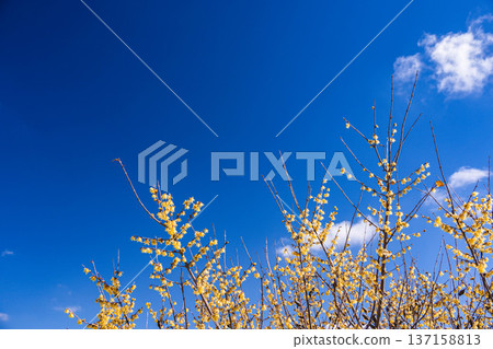 盛開的冬青花和蔚藍的天空 137158813