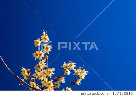 Wintersweet blooming against a blue background Wintersweet blooming against a blue background 137158816