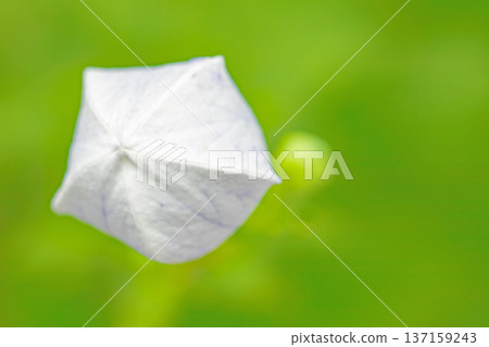 Flowers around the house, various in all seasons. Small purple and white star-shaped bellflowers bloom in the shade of the trees in the garden. 137159243
