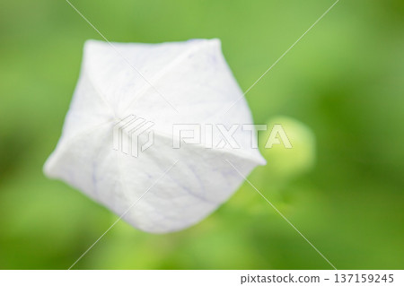 Flowers around the house, various in all seasons. Small purple and white star-shaped bellflowers bloom in the shade of the trees in the garden. 137159245