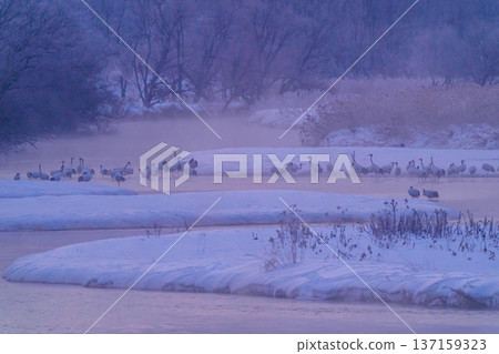 Cranes seen from Otowa Bridge in Tsurui Village, Hokkaido Cranes seen from Otowa Bridge in Tsurui Village, Hokkaido 137159323