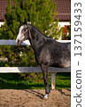 Gray horse standing elegantly beside a wooden fence in a sunny outdoor setting with green trees and a house in the background 137159433