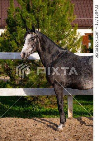 Gray horse standing elegantly beside a wooden fence in a sunny outdoor setting with green trees and a house in the background 137159433