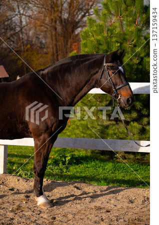 Black horse standing in a sandy enclosure with a white fence and green trees in the background under natural sunlight during a clear day 137159434