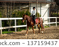 Female equestrian in black riding hat and white shirt rides chestnut horse with saddle in outdoor riding arena surrounded by greenery and stable structure 137159437