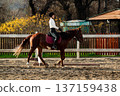Equestrian woman rider in black helmet and white shirt riding chestnut horse in outdoor arena with wooden fence and autumn foliage in the background 137159438