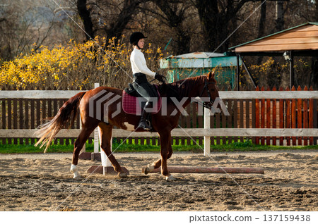 Equestrian woman rider in black helmet and white shirt riding chestnut horse in outdoor arena with wooden fence and autumn foliage in the background 137159438