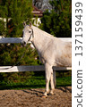 White horse standing beside a wooden fence in a stable area, surrounded by green trees and a clear blue sky in the background 137159439