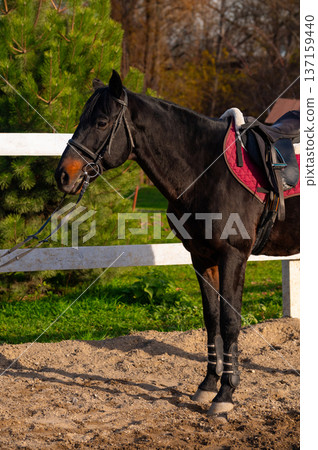 Black horse with saddle stands beside a white fence in a riding arena, surrounded by green grass and trees under a clear blue sky 137159440