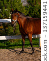 Brown horse standing in a sandy area with a white fence and green trees in the background, showcasing its strong build and calm demeanor 137159441