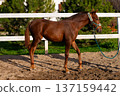 Brown horse with halter stands on sandy ground in a fenced area surrounded by green trees and a white wooden fence under clear blue sky 137159442
