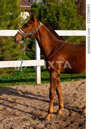 Brown horse standing on sandy ground with a halter and lead rope, surrounded by green trees and a white wooden fence in a rural setting 137159443