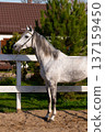 Gray horse with a long mane stands beside a white fence in a sunny outdoor setting with trees and a building in the background 137159450