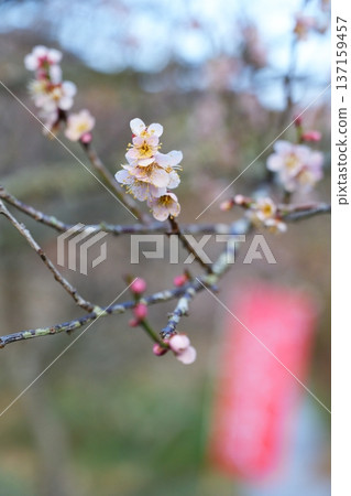大朵盛開的粉紅色梅花，背景有一條紅色的彩帶 [大阪府] 137159457