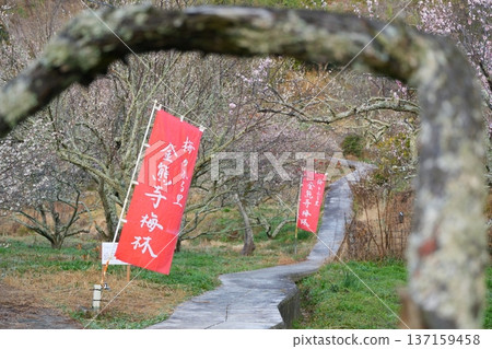 金久寺梅林中的紅旗與林蔭道 [大阪府] 137159458