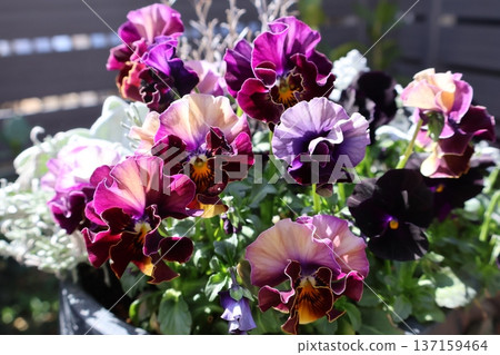 紫花堇菜在春天盛開，美不勝收。 137159464