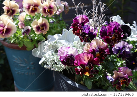 Purple frill viola blooms beautifully in spring 137159466