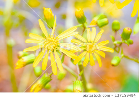 Flowers around the house, various in the four seasons, shining in a corner of the garden, delicate yellow petals, neat Japanese quince flowers 137159494