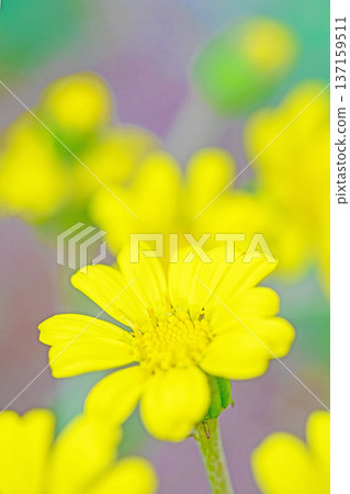 滿屋鮮花，四季皆宜，嬌嫩的黃色花瓣在花園的一角閃閃發光，整齊的簇簇花朵 137159511