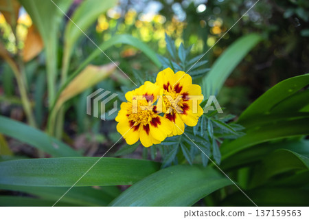 French marigold French marigold 137159563