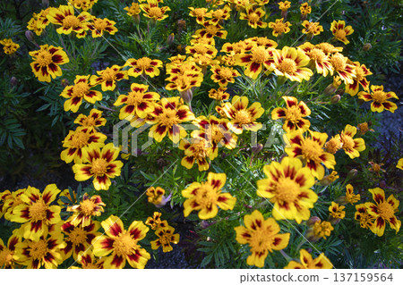 法國萬壽菊 法國萬壽菊 137159564