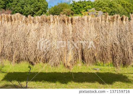 Kyoto City: Drying rice by hanging it on the stalks Kyoto City: Drying rice by hanging it on the stalks 137159716