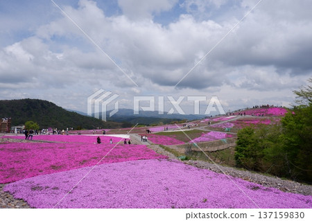 Moss phlox blooming on Moss Phlox Hill Moss phlox blooming on Moss Phlox Hill 137159830