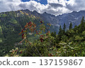 Nature Layers in the High Tatras. 137159867