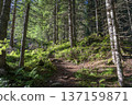Wild Spruce Forest of Roztoka Valley. 137159871