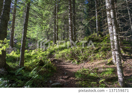Wild Spruce Forest of Roztoka Valley. Wild Spruce Forest of Roztoka Valley. 137159871
