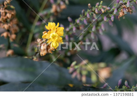 十大功勞（Mahonia confusa）的黃色花朵 137159881