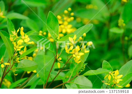 Close-up of Golden Thryallis in rural. Yellow wild flowers in countryside. Flower and plant. Close-up of Golden Thryallis in rural. Yellow wild flowers in countryside. Flower and plant. 137159918