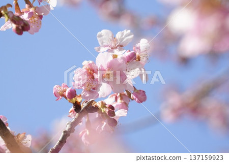 Beautiful Kawazu cherry blossoms against the blue sky Beautiful Kawazu cherry blossoms against the blue sky 137159923