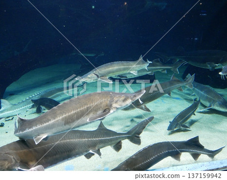 Lots of sturgeon 137159942