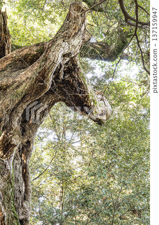 Anbasama Osugi Shrine 137159947